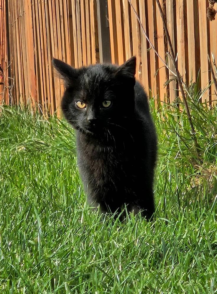 Daruji černá koťátka