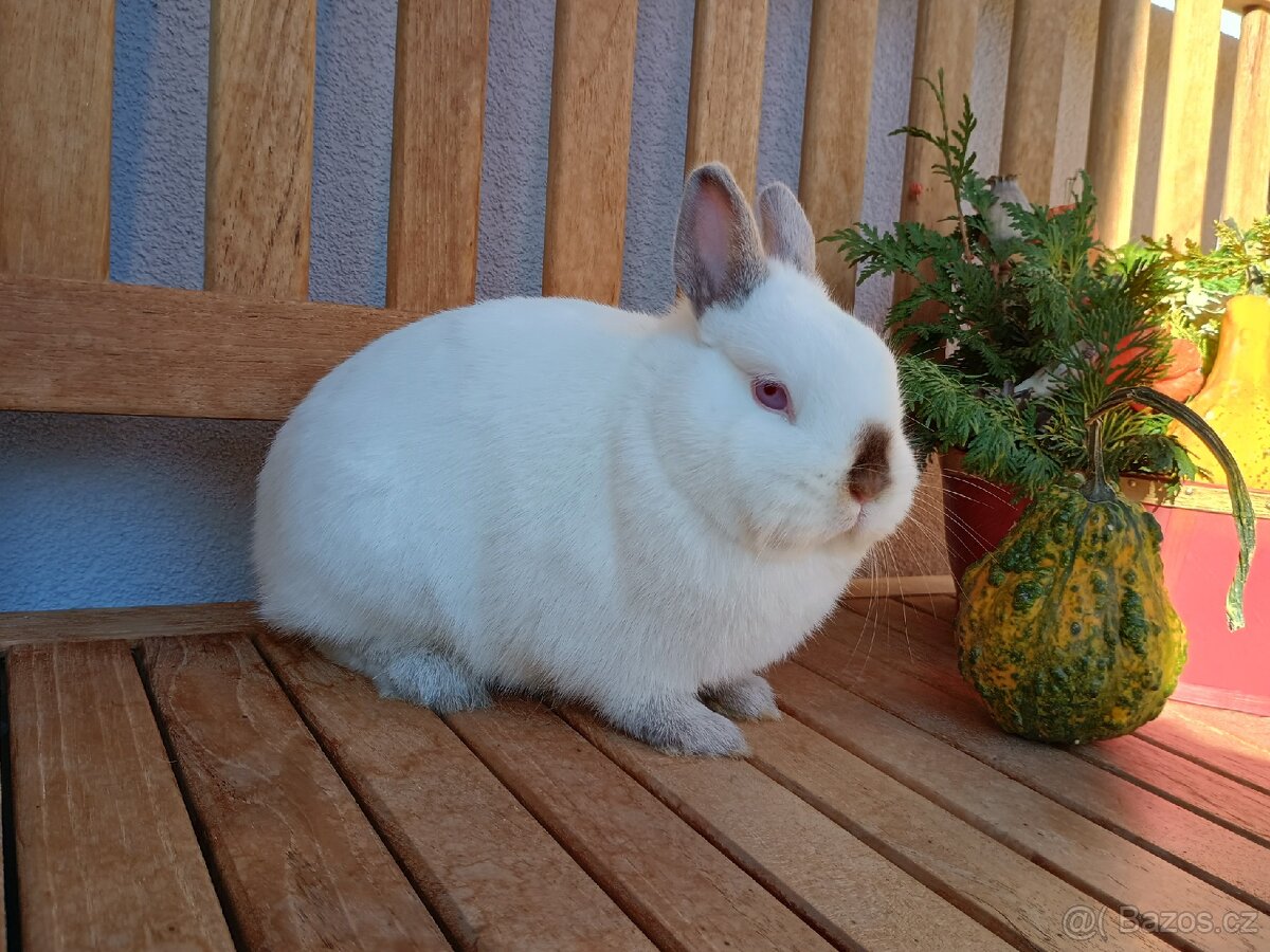 Zakrslá samička mazlíček siam