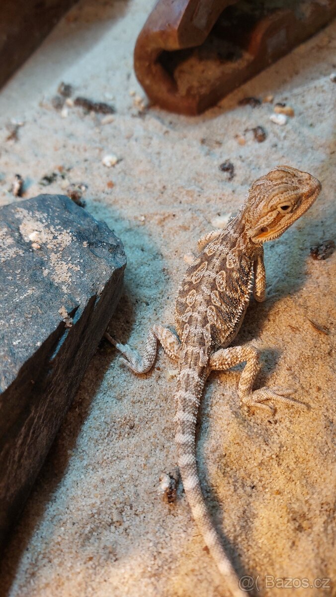 Agama vousatá- mláďata
