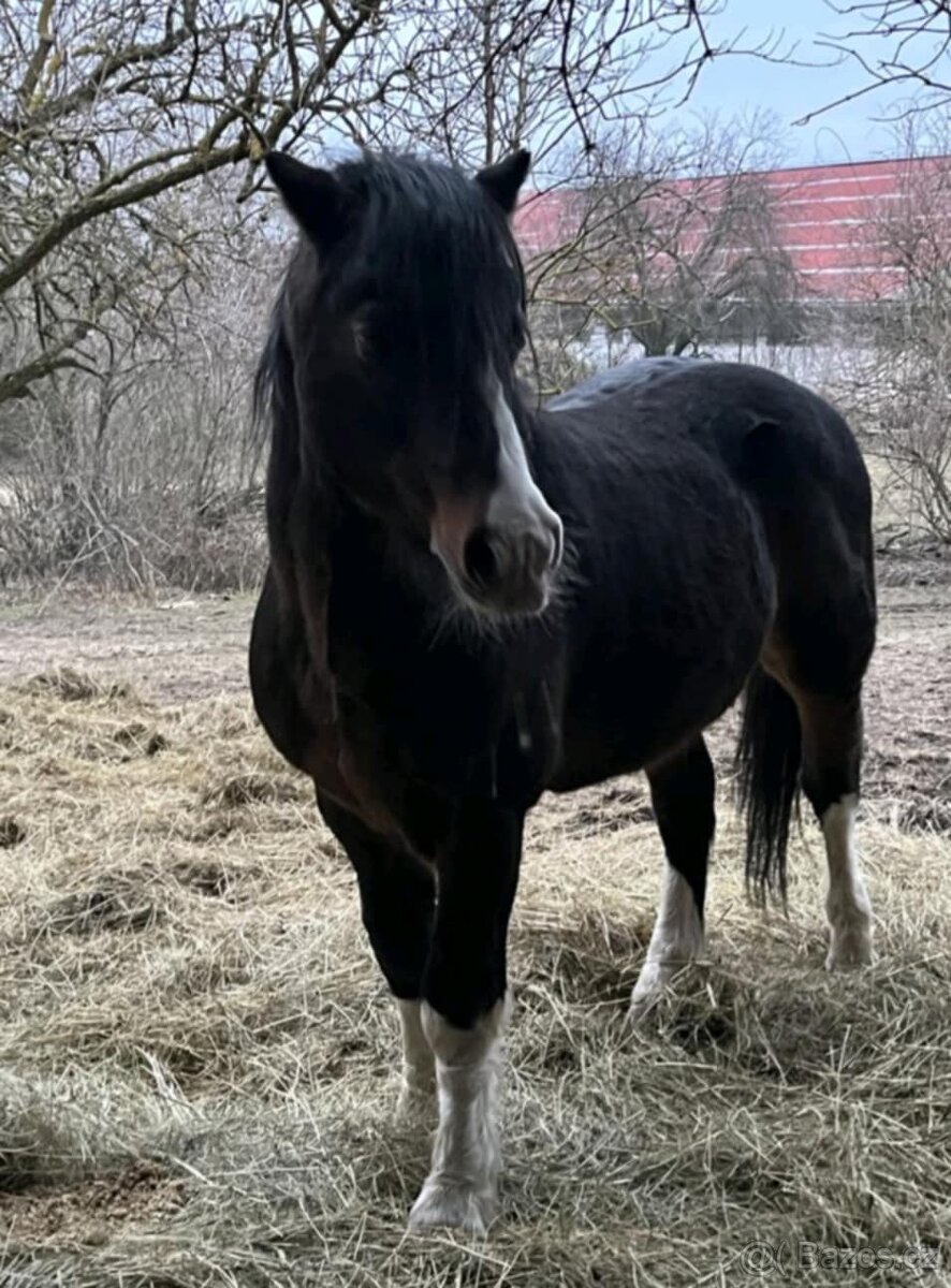 Welsh cob - pro mého 20 letého hřebce hledám milující