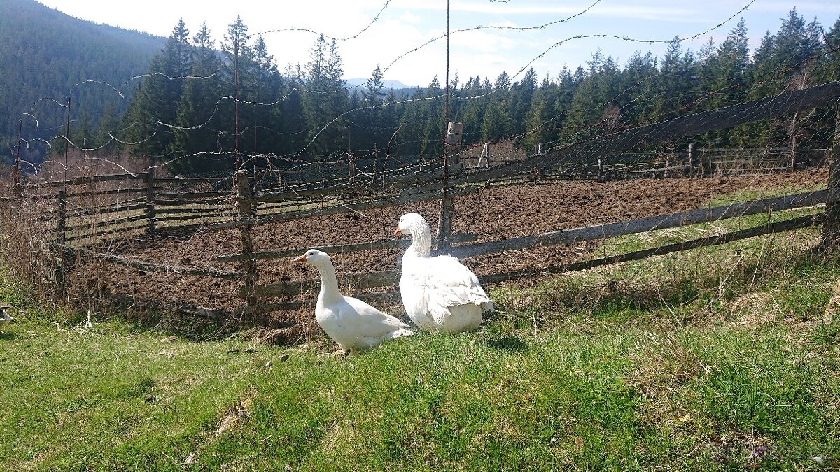 Prodám husy (párek hus)