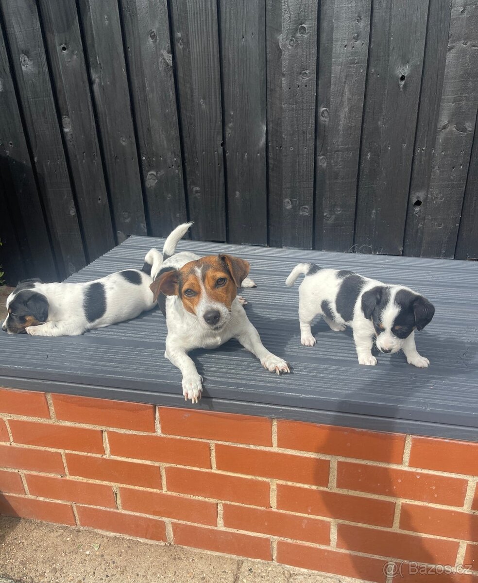 Jack Russell teriér