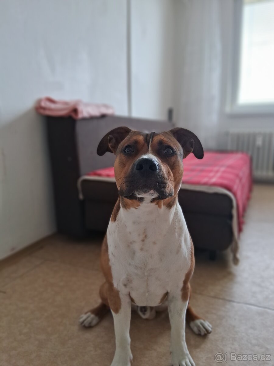 Daruji do dobrých rukou 9 měsíční štěně
