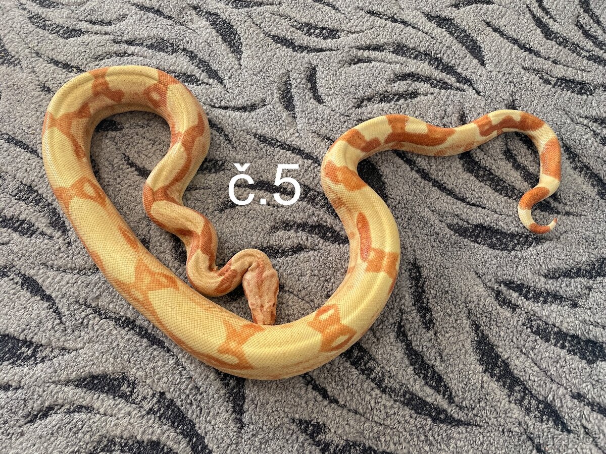 Boa constrictor - Hroznýš královský