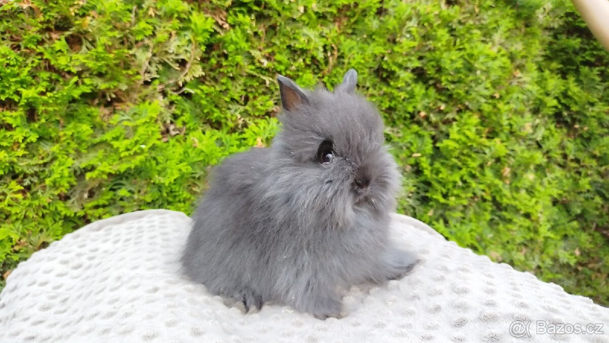 Zakrslý králík, králíček - (TEDDY)-OLAF,OLIVER,OLINA