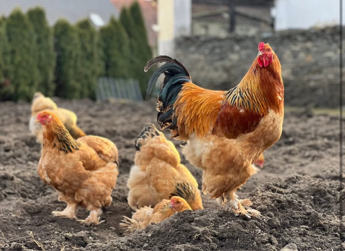 Brahmanka velká žlutá černě kolumbijská