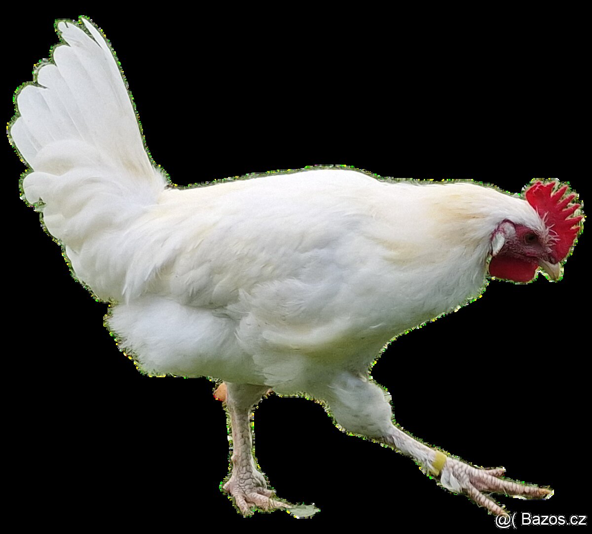 Kohouti