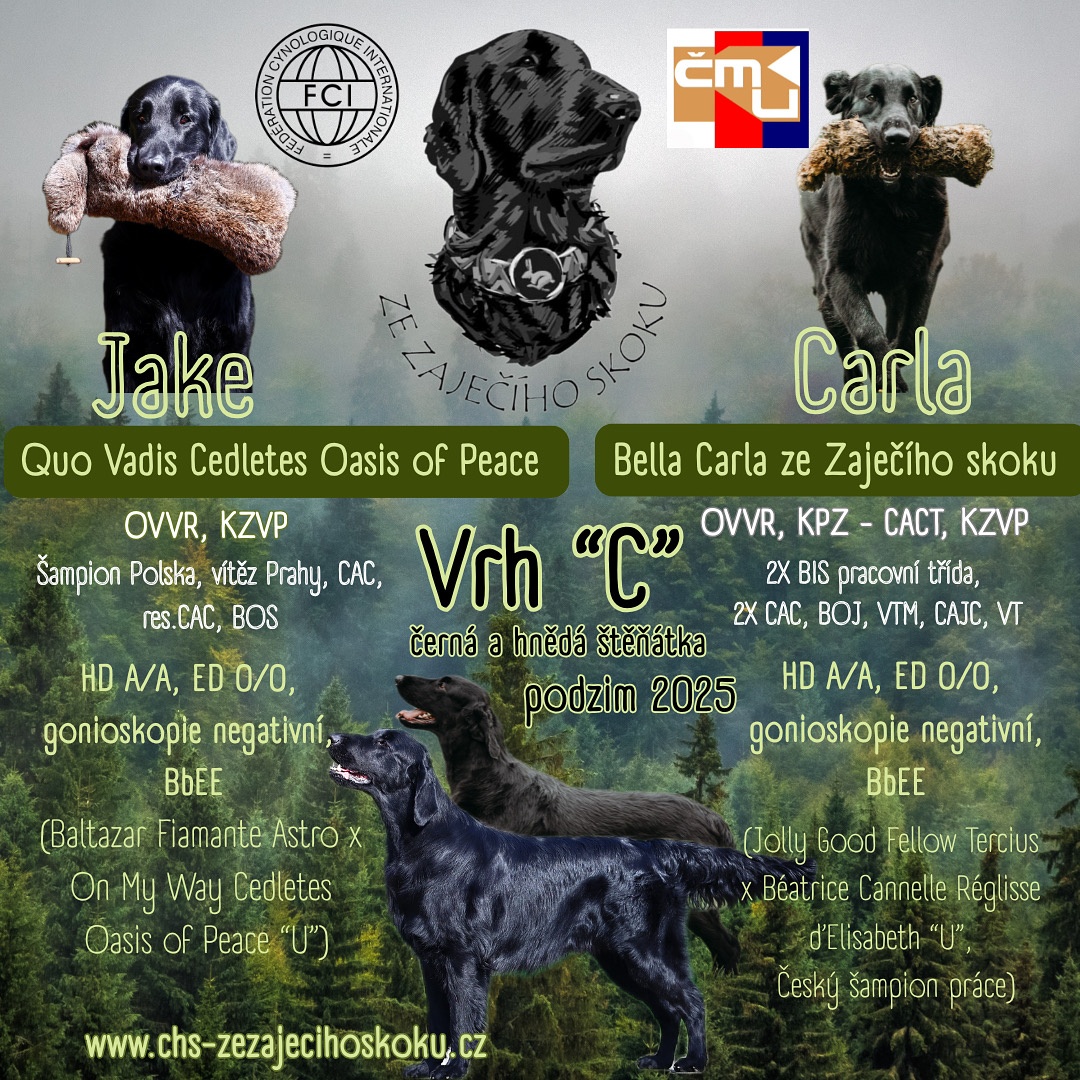 Flat coated retriever s PP - štěňátka černí pejsci