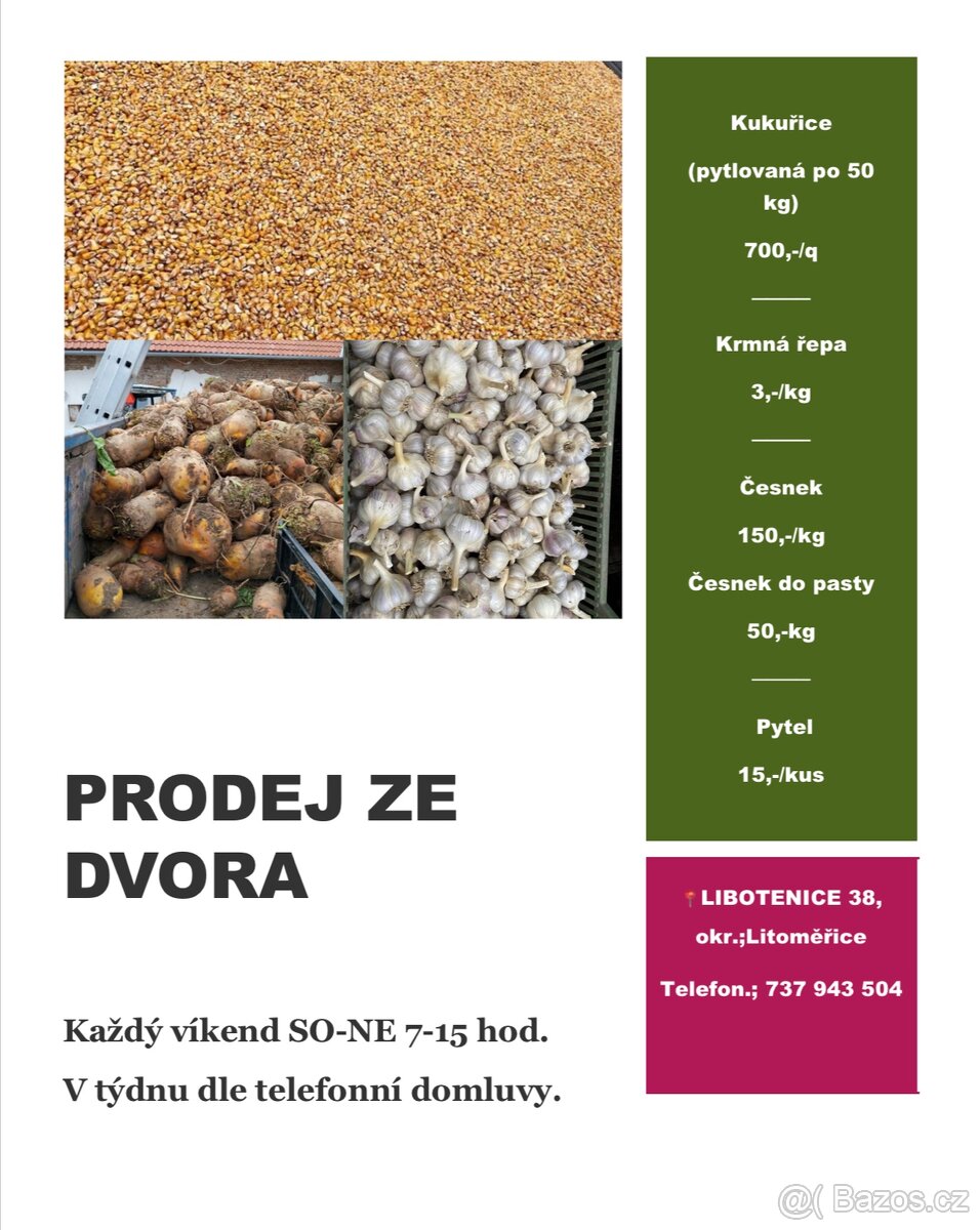 Krmná řepa,mrkev,kukuřice,česnek