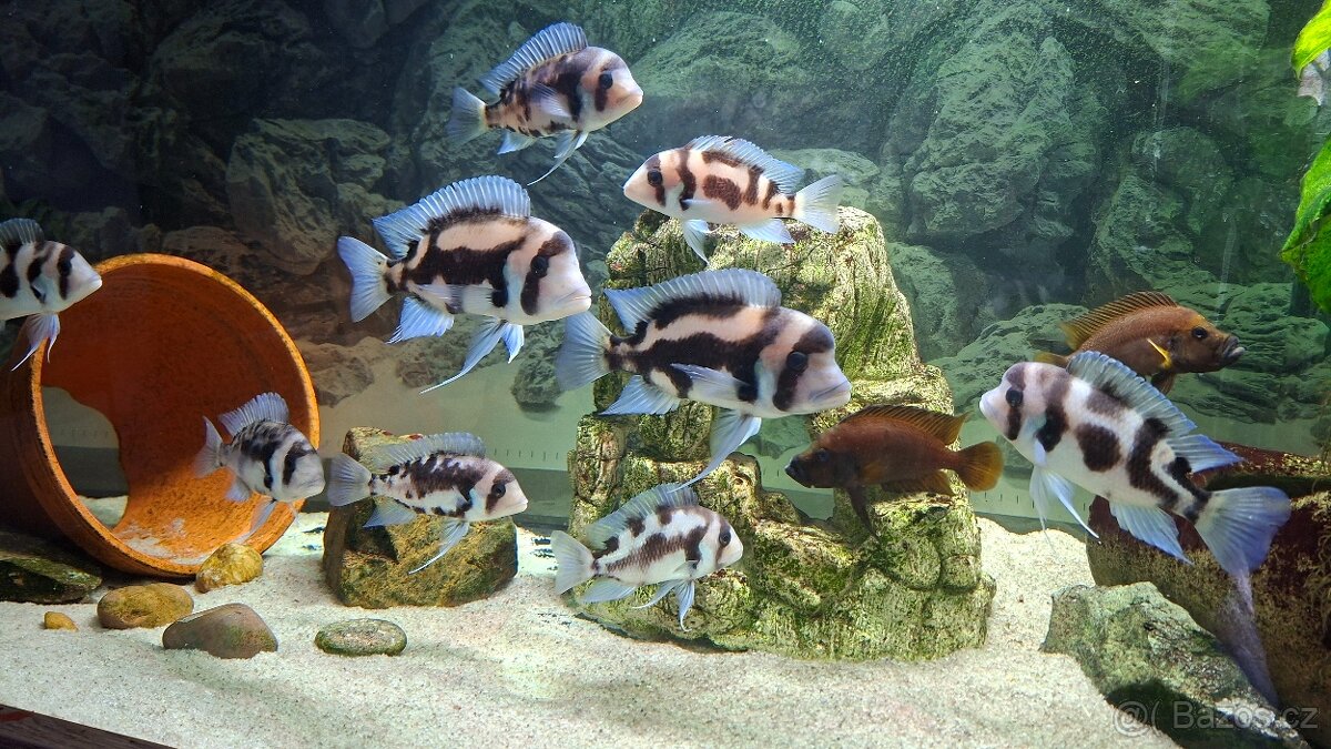 Prodám Malawi a Tanganiku