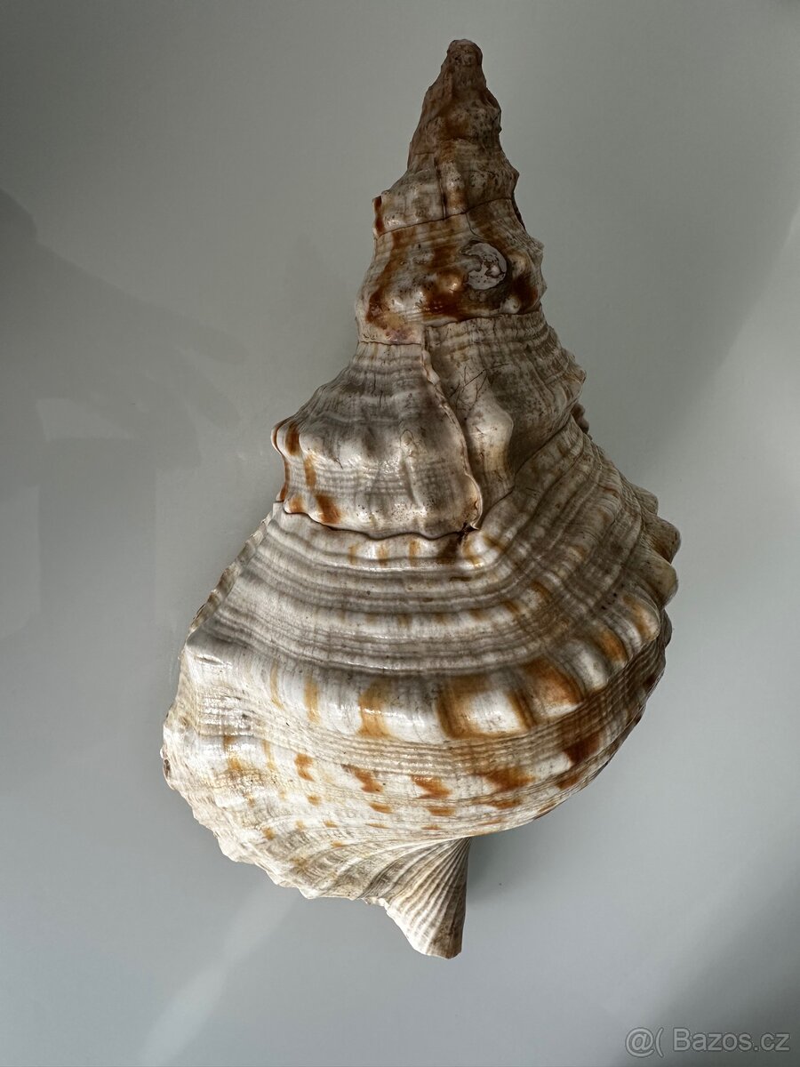 Tritonka indická 30 cmm