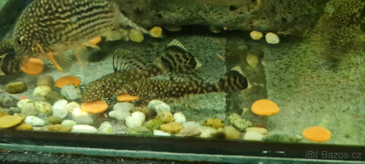 Ancistrus sp.