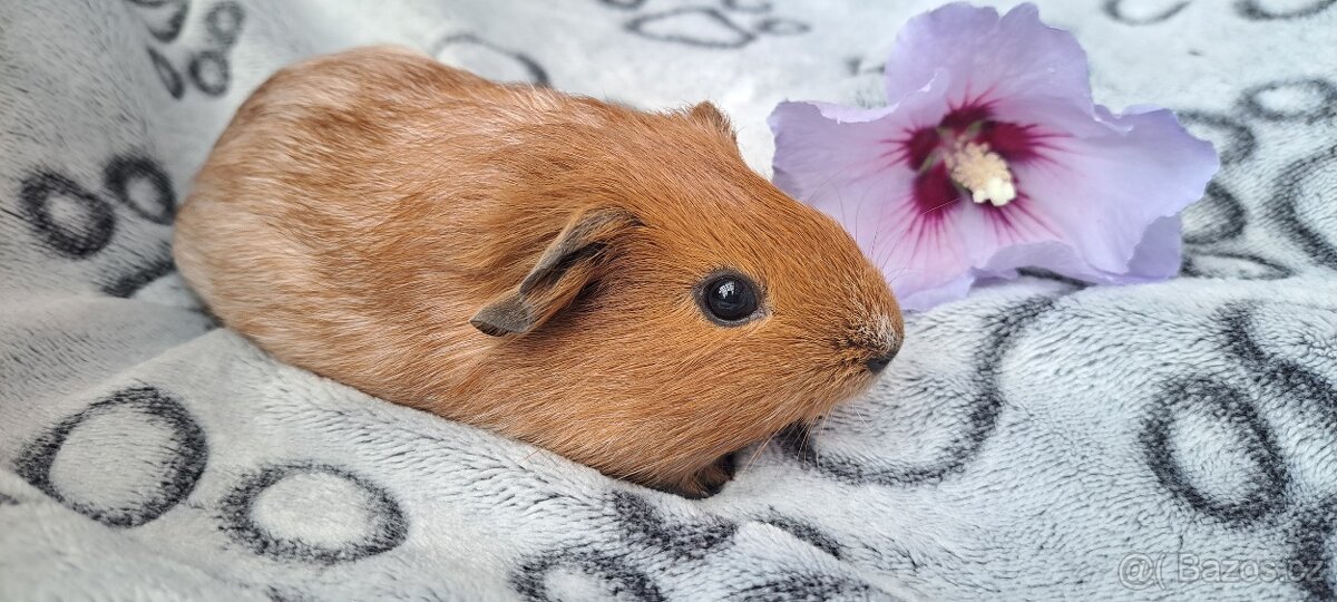 Morče, morčátko (Teplicko či přepravce)