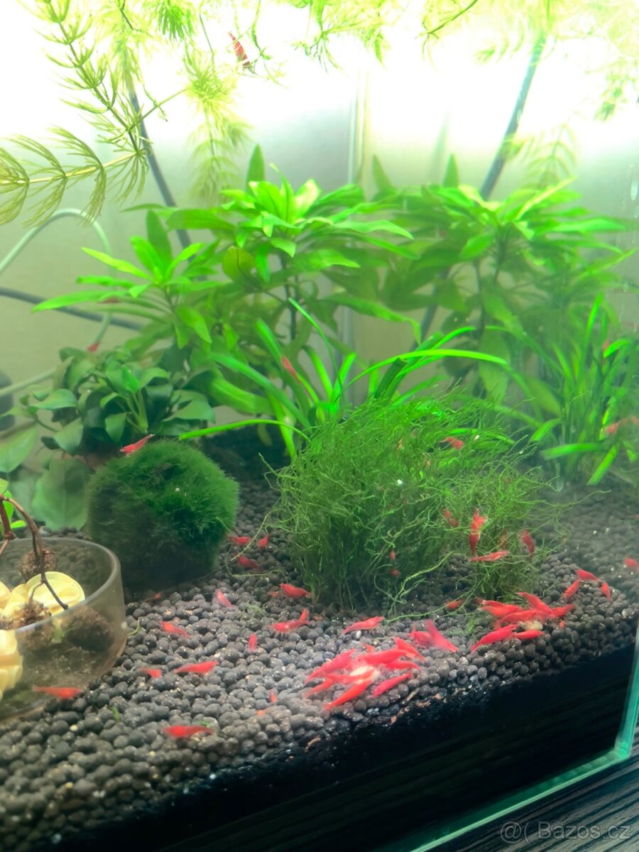 Krevetky Neocaridina Red Sakura