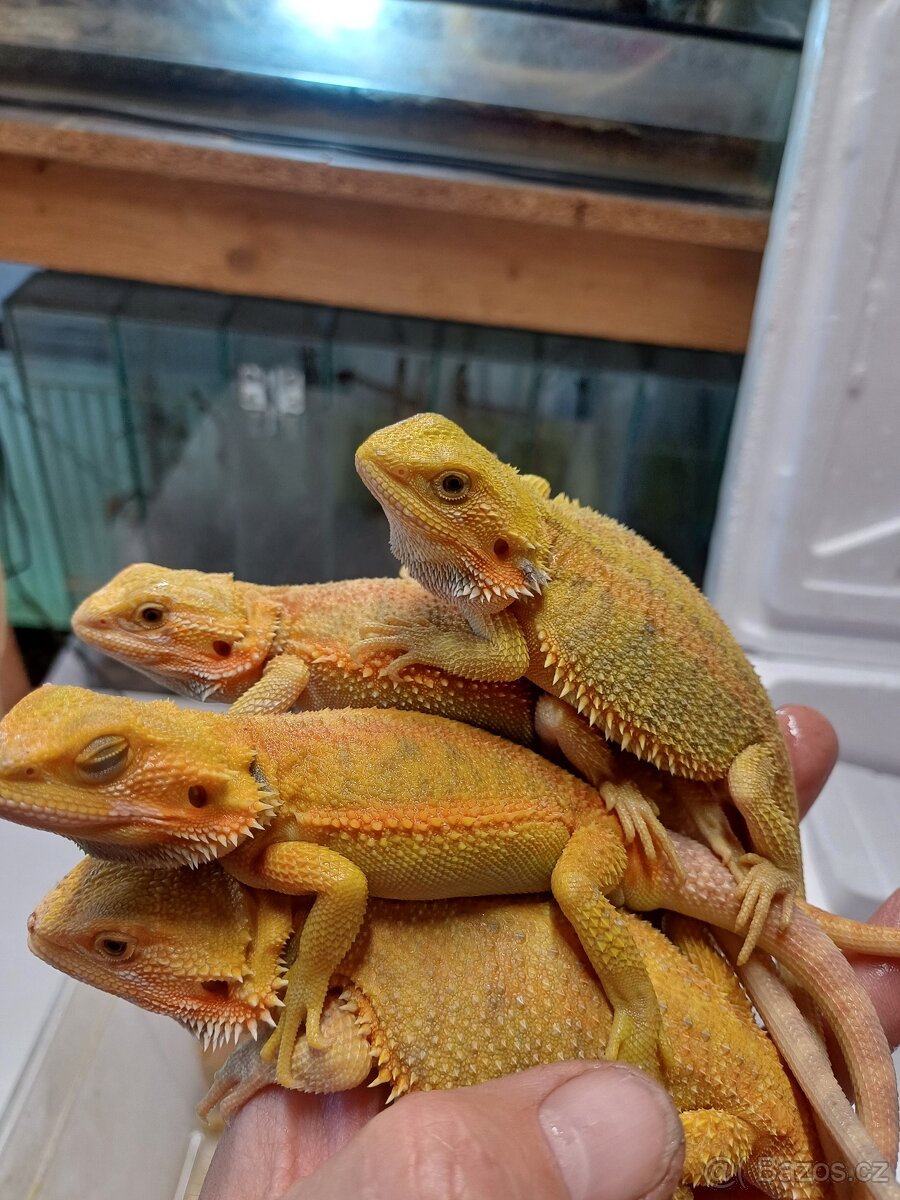 Agama vousatá barevné formy