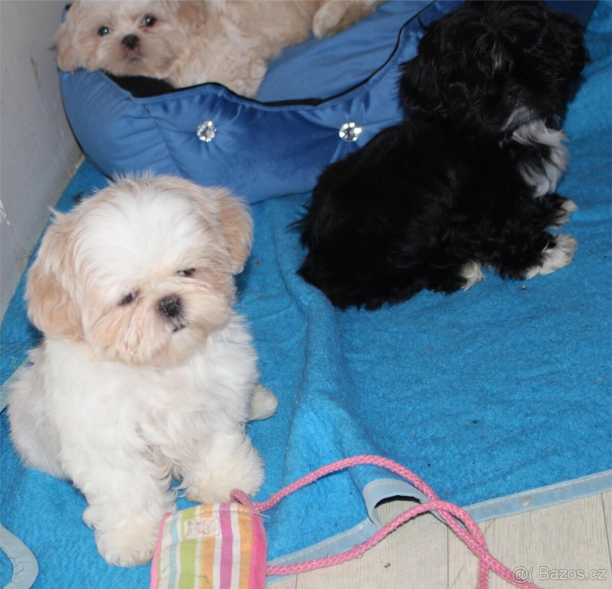 Shih tzu s PP Shih-tzu Shi cu Shi tzu