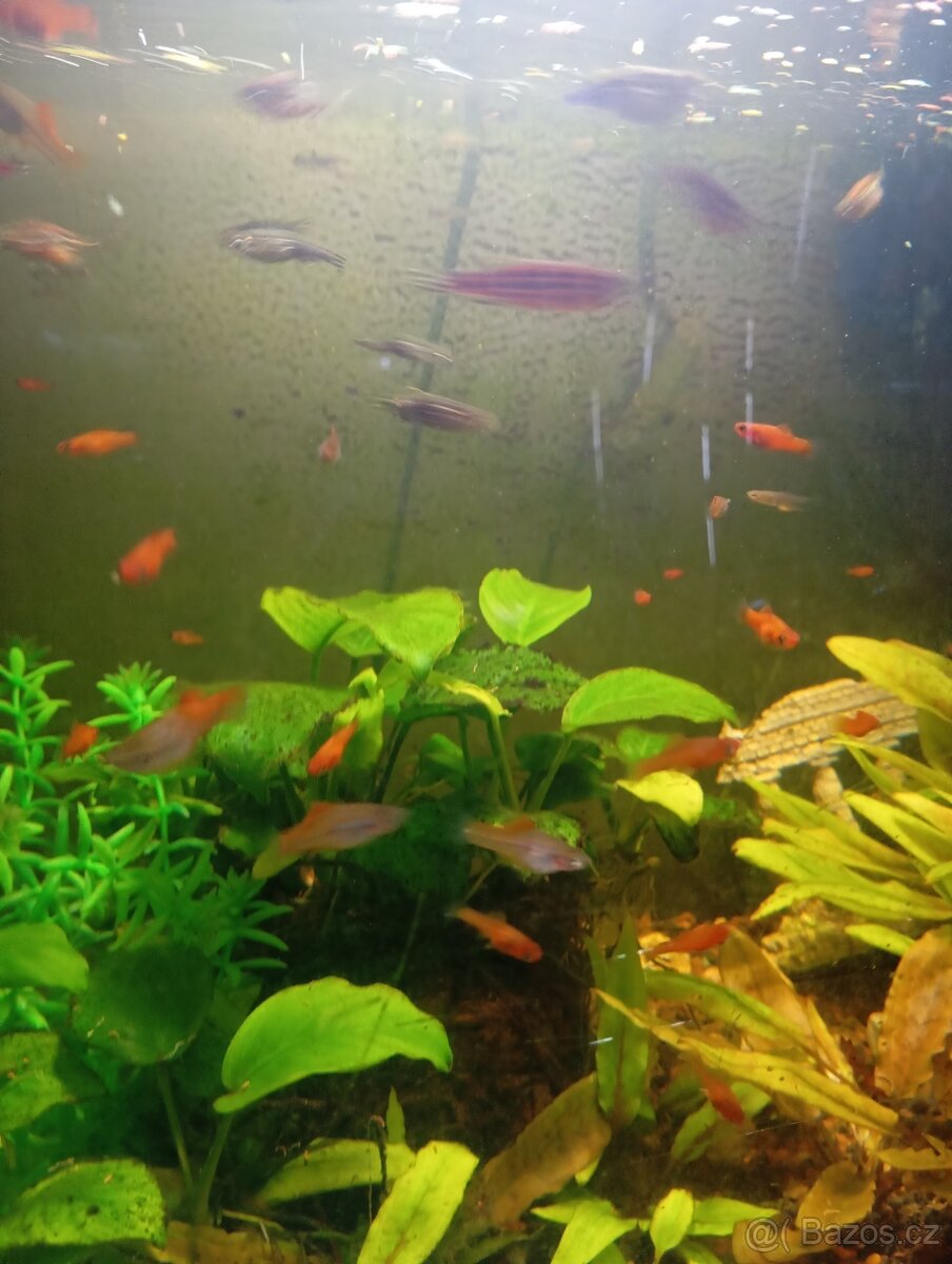 Prodám mladé mecovky