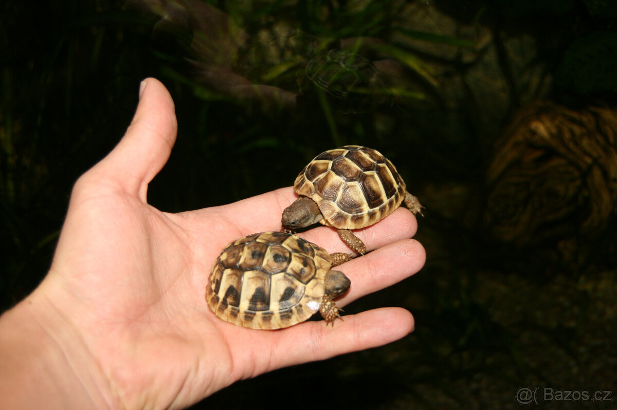 Prodám mláďata želv zelenavých Testudo hermanni