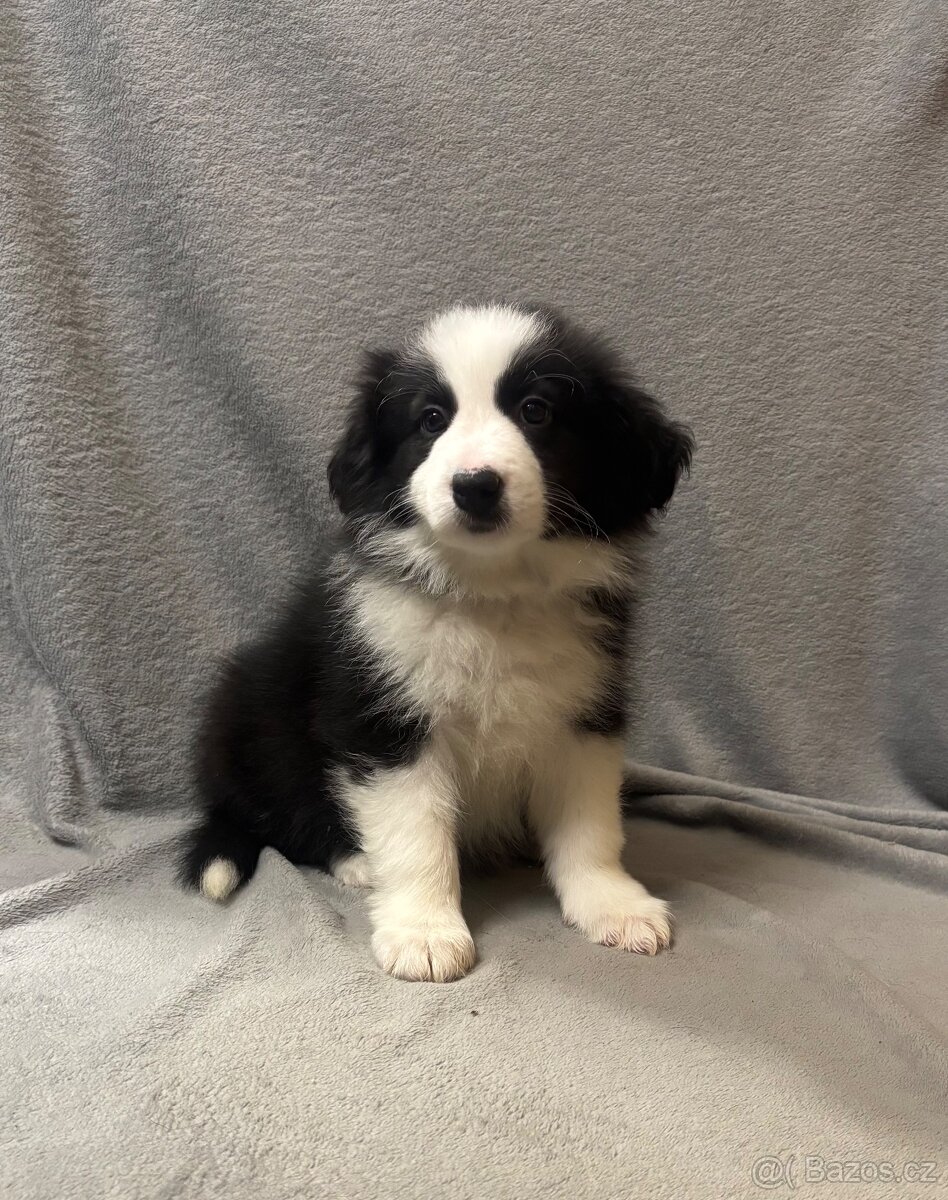 Border kolie s PP FENKA