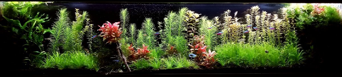 Nabízím prostřih rostlin z tohoto akvária