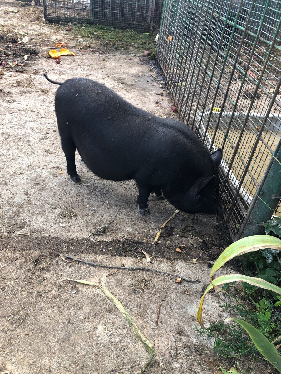 Prase vietnamské