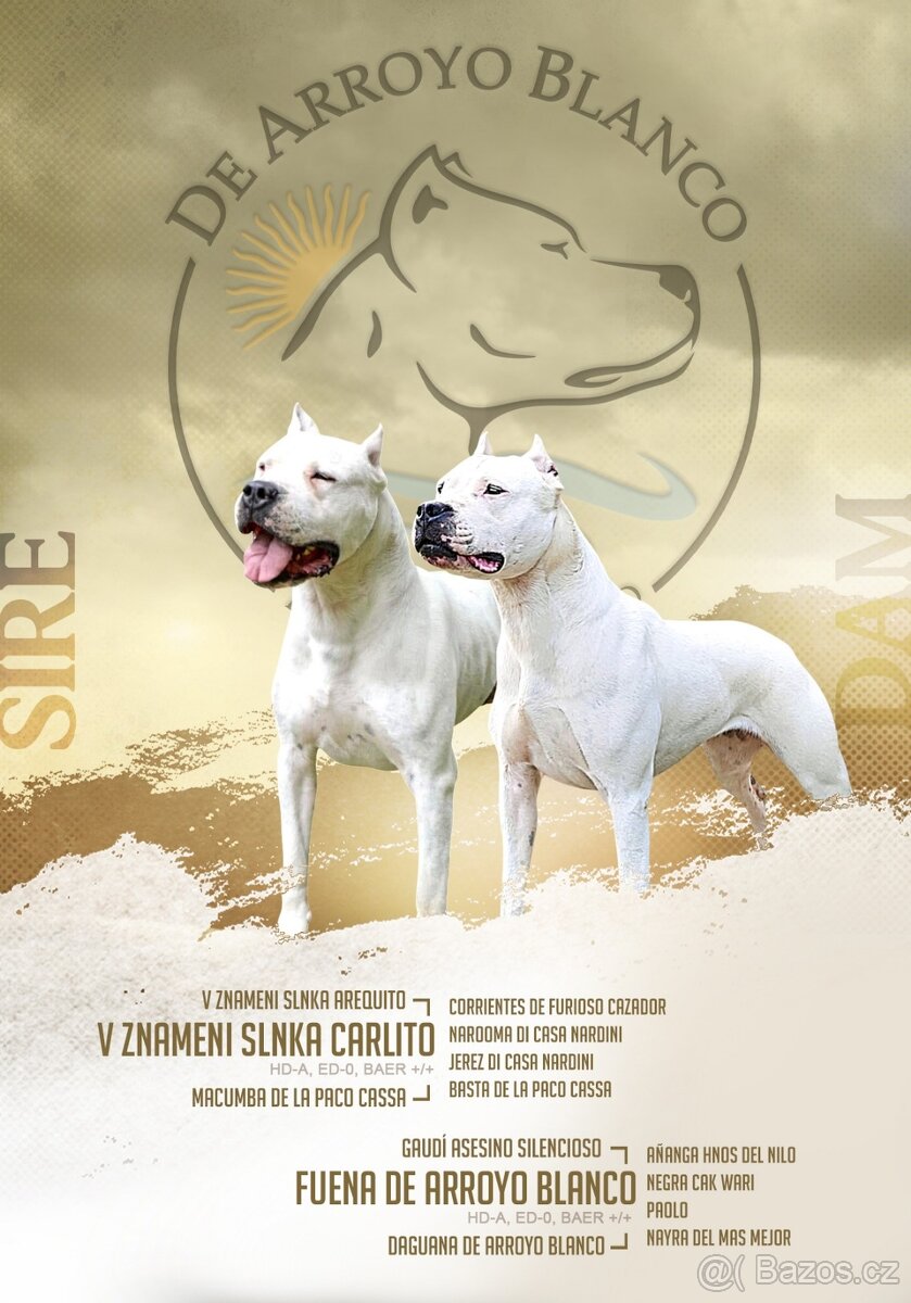 Argentinská doga