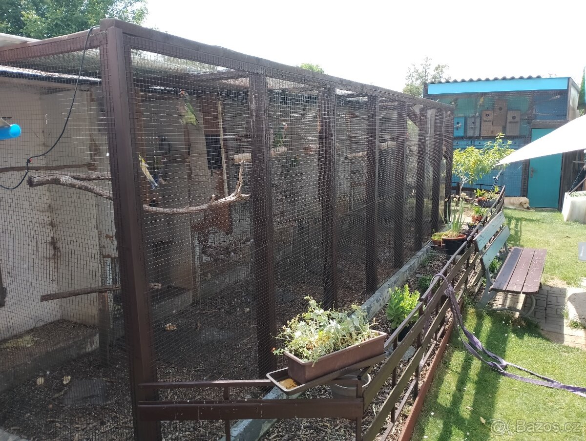 Papoušci na prodej .....