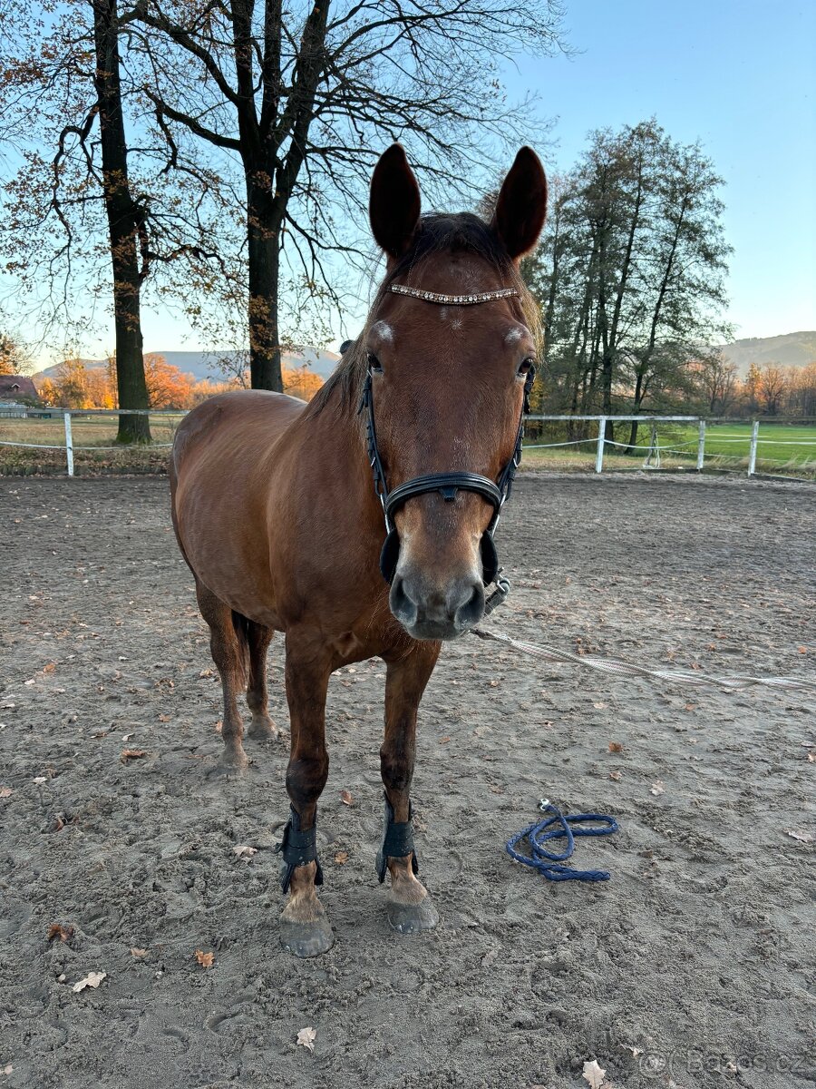 ČT kobyla s výkonností L