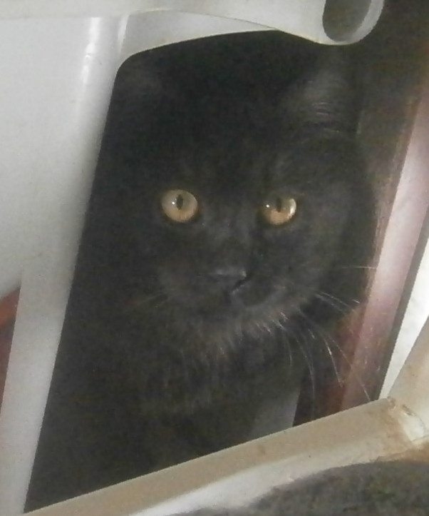 Černý až kouřový, 11měsíční Sam hledá domov.