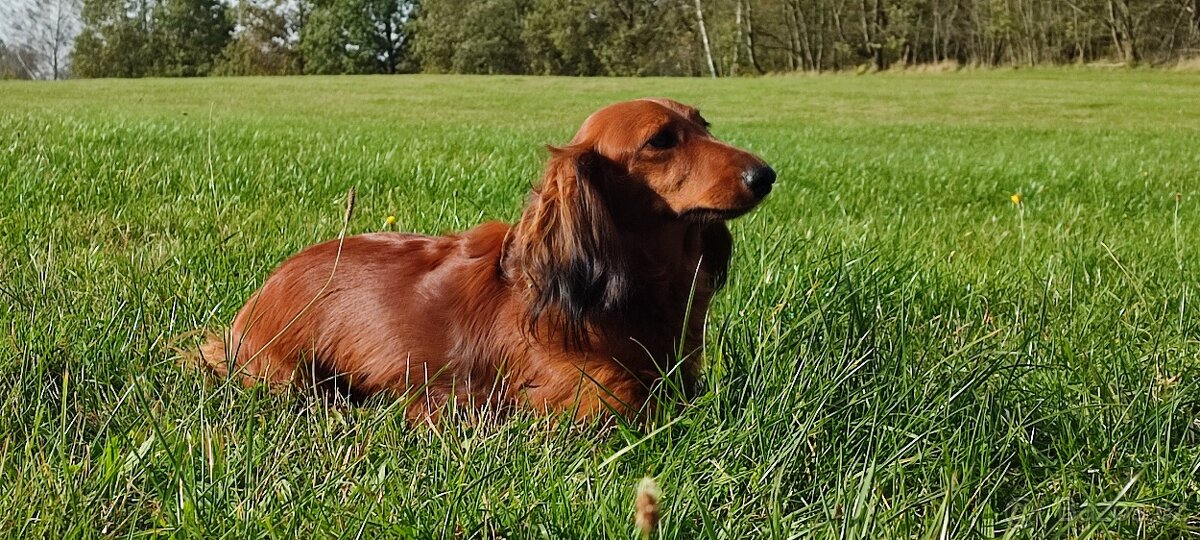 Prodám štěňátka jezevčíka dlouhosrstého standard
