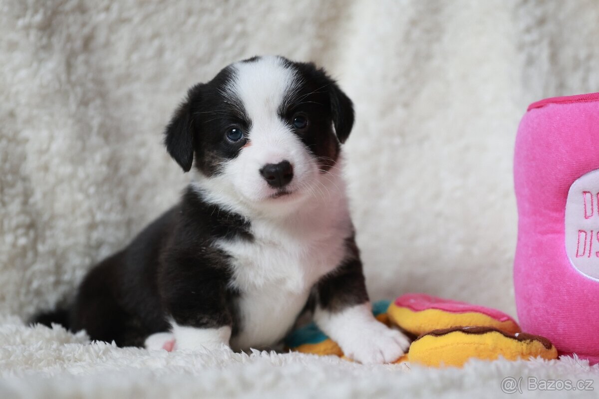 Welsh corgi cardigan