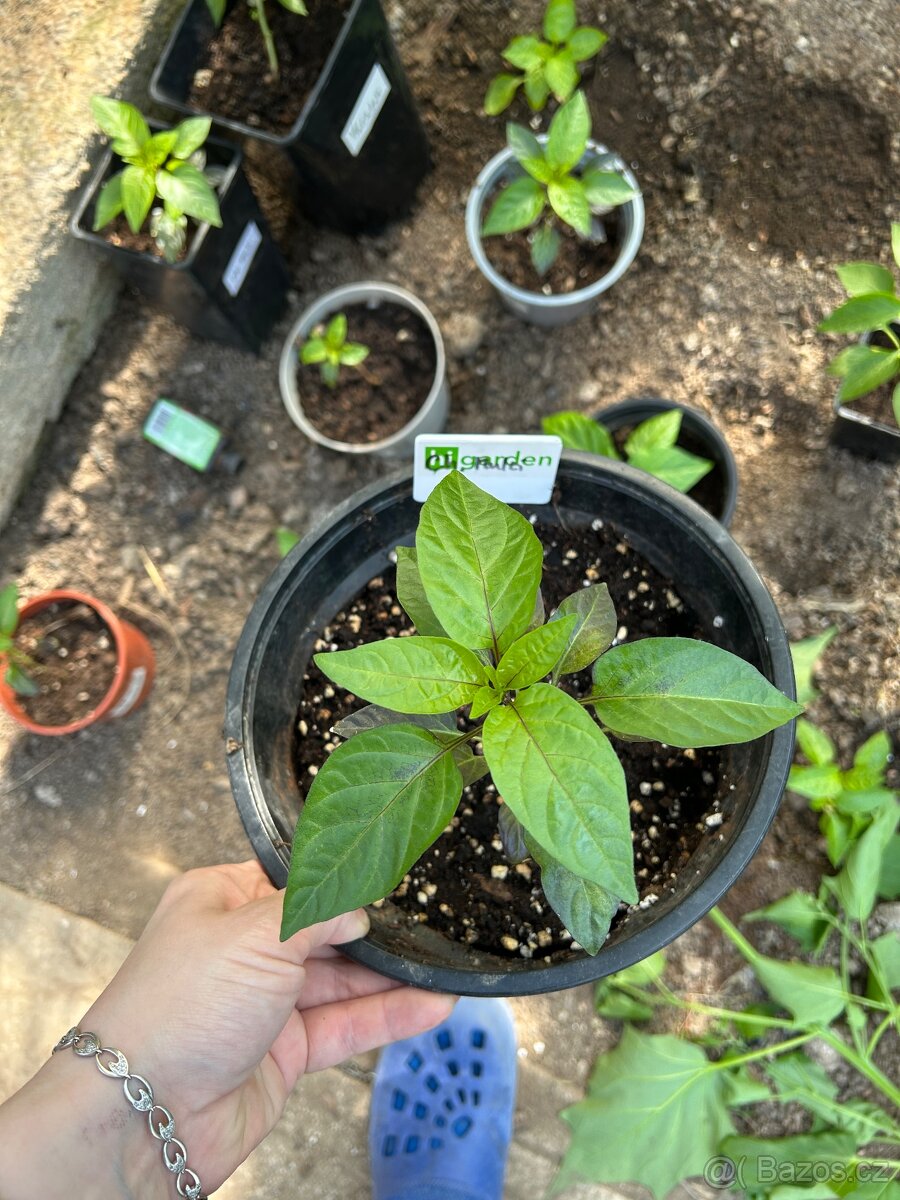 Chilli sazenice Yucatan, Chinese multicolor, Carolina reaper