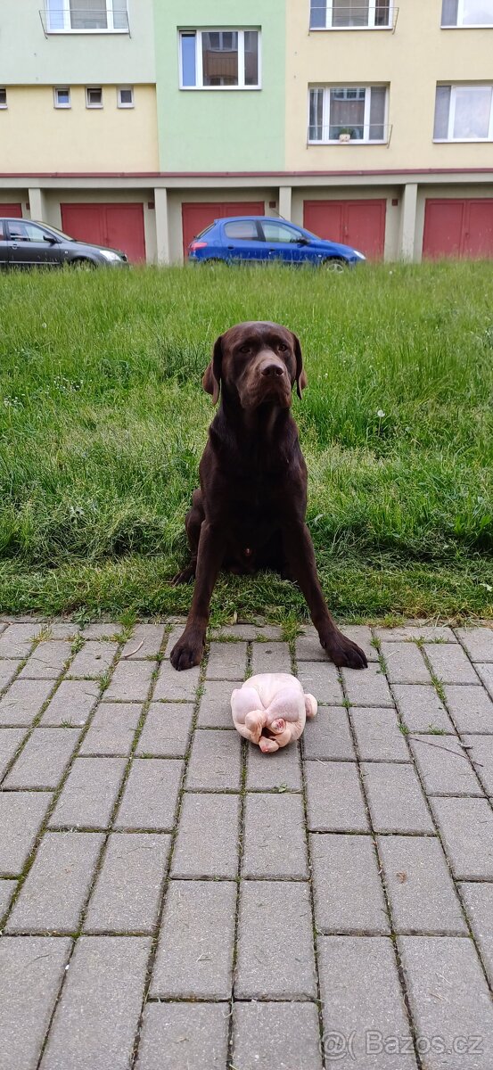 Čokoladový labradorský retrívr ke krytí