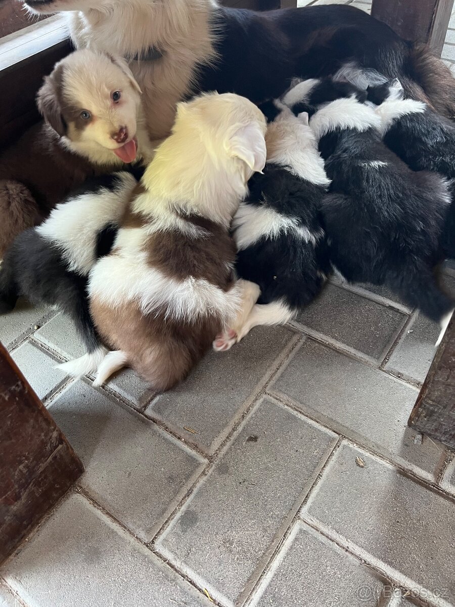 Border Kolie