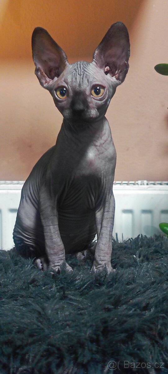 Kanadský sphynx