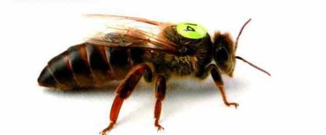 Včelí matky pro sezonu 2026