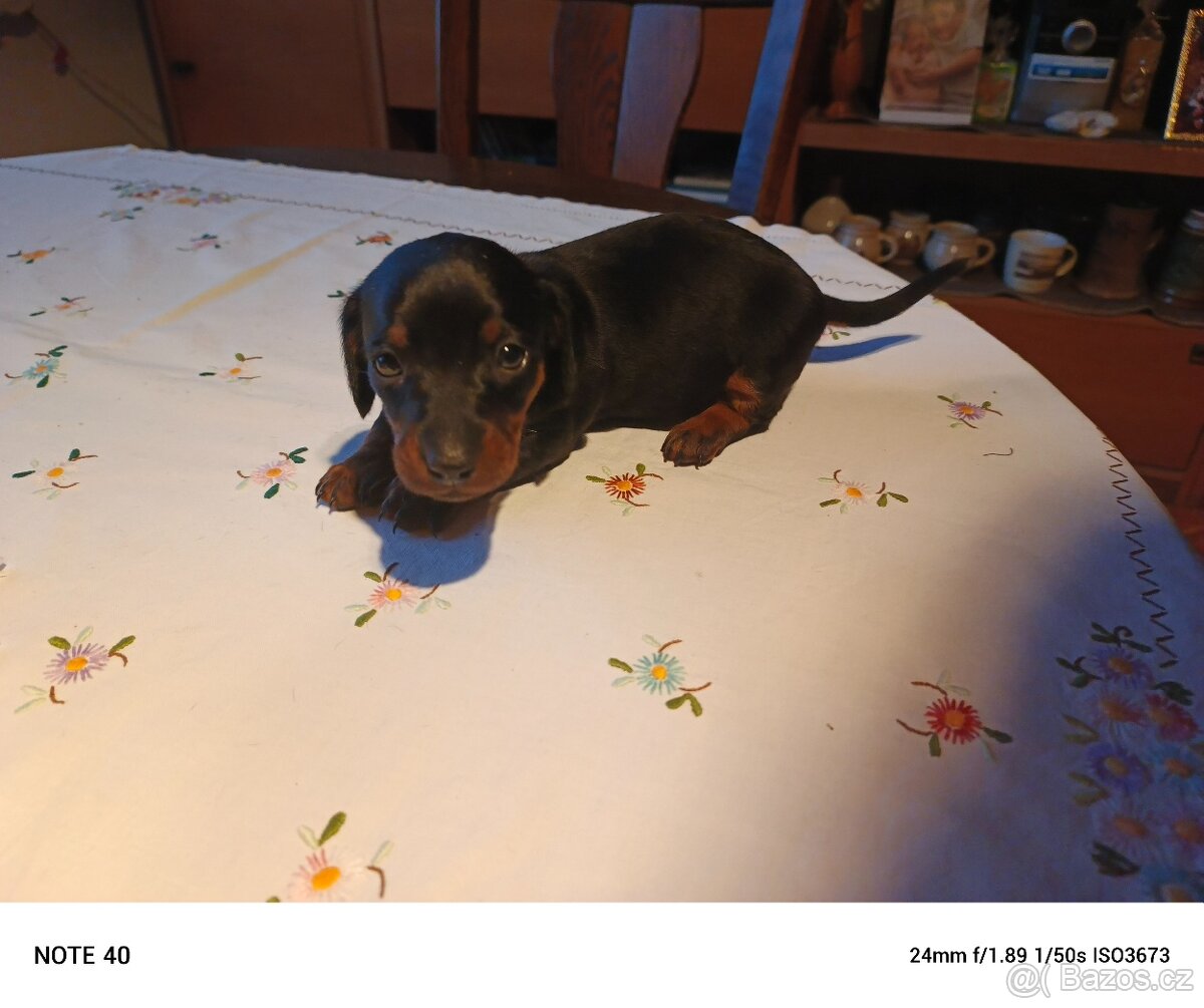 Trpasličí jezevčík