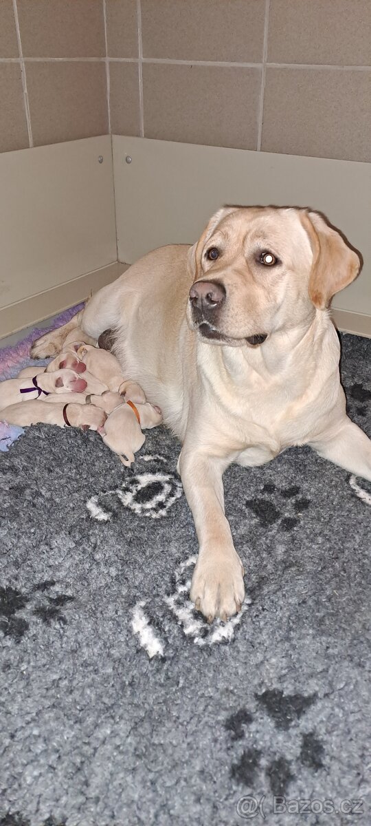 Labradorský retriever s PP