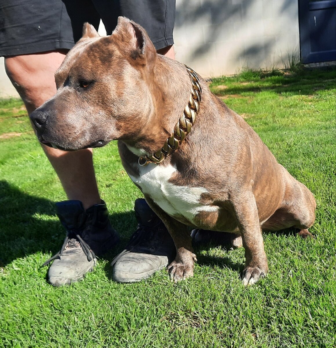 American bully Krytí