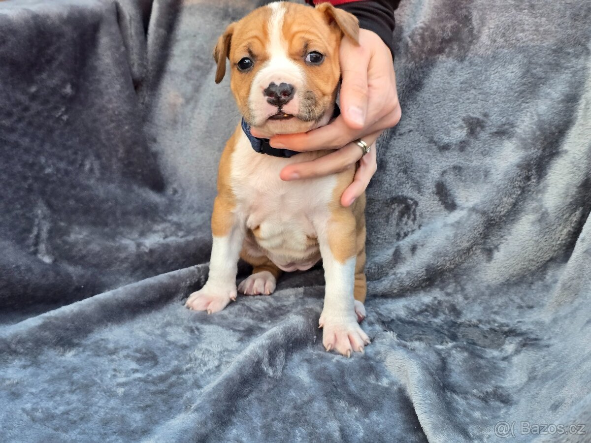 Americký stafordšírský teriér