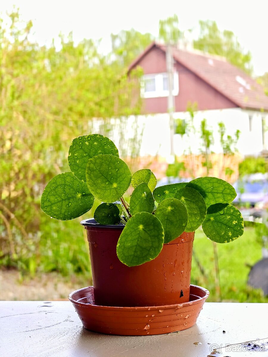 Pilea peperomioides