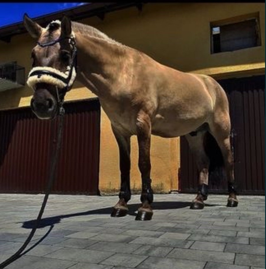 Pony valach