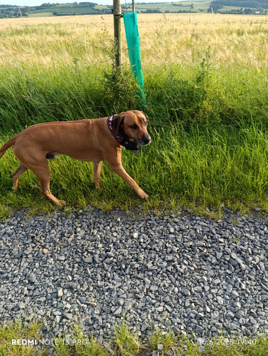 Rhodesky ridgeback