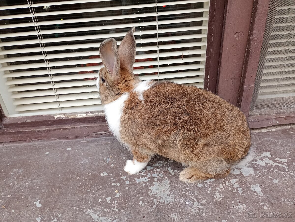 Králík