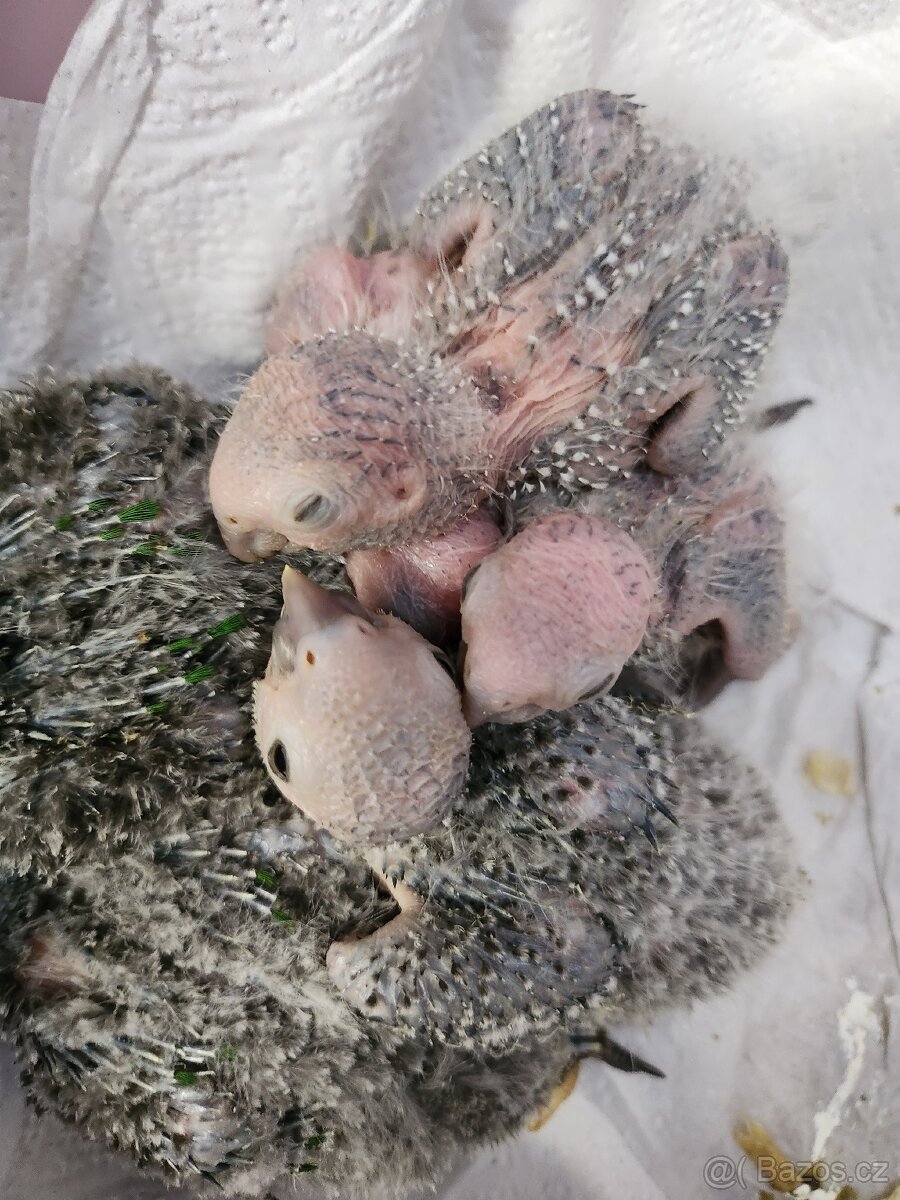 Pyrura zelenolici