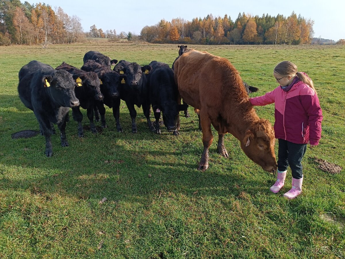 Prodej býka Aberdeen Angus