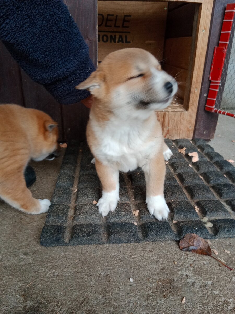 Shiba inu štěňata