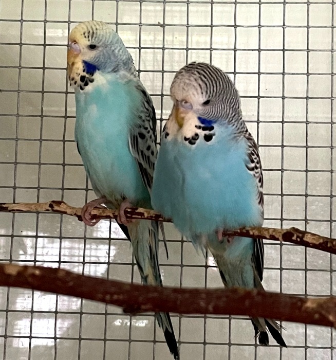 Mladé andulky modré - Andulka vlnkovaná