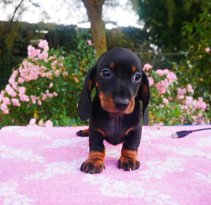 Jezevčík trp./král. hladkosrstý