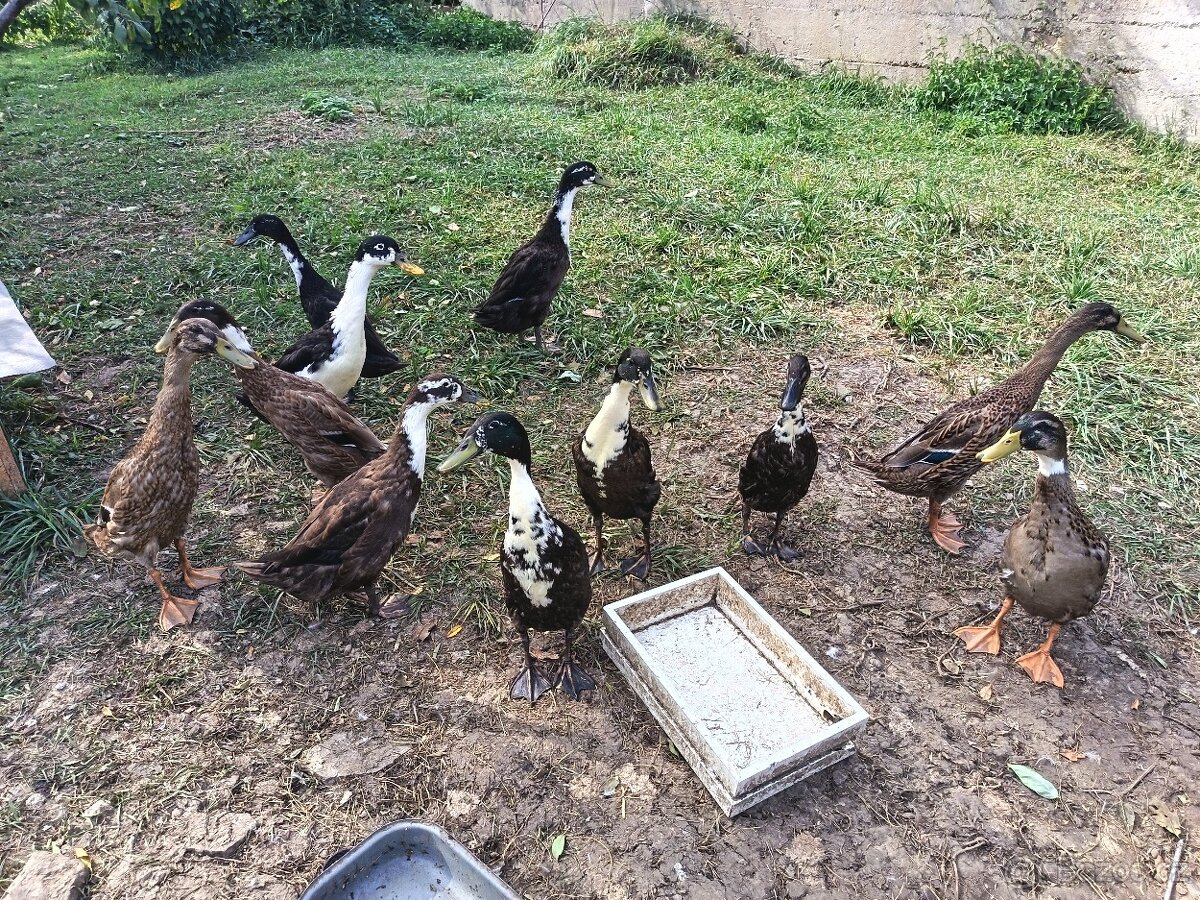 Prodám kachny /Indický běžec/